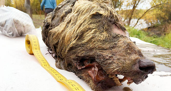 Severed Pleistocene Wolf Head On Table