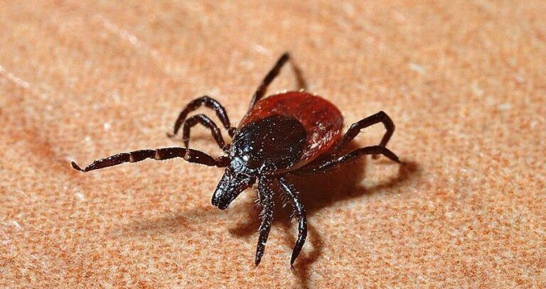 Tick