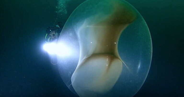 Diver Looks At Egg Sac