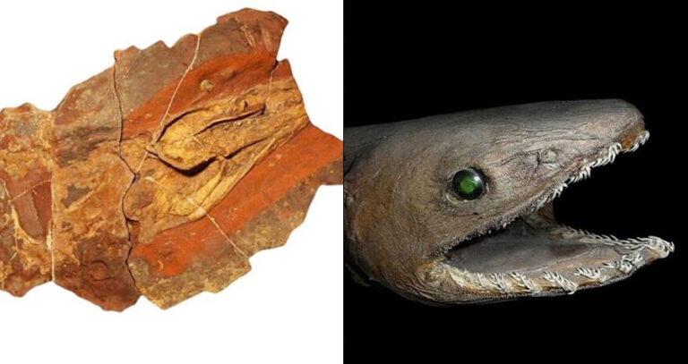 Shark Fossil And Frilled Shark Featured