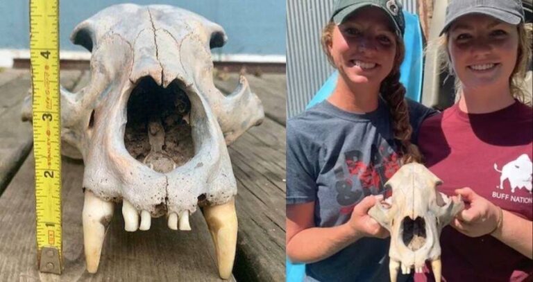 Sisters Find Ancient Skull