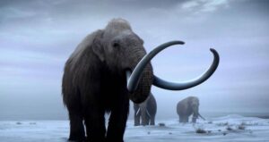 Woolly Mammoths Walking The Tundra