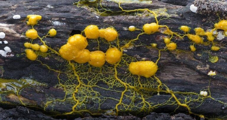 Yellow Blob Pathways And Clusters