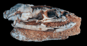 Ancient Snake Fossil