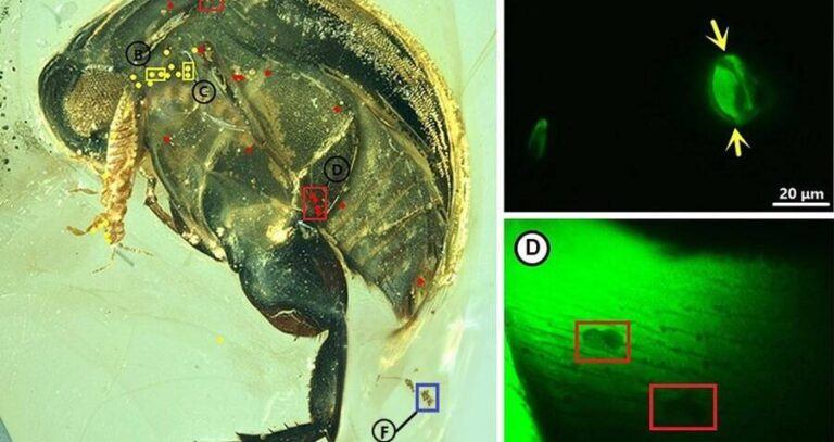 Scans Of Pollen