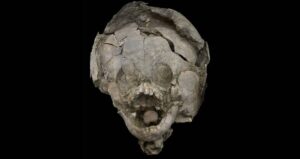 Skull And Helmet Remains