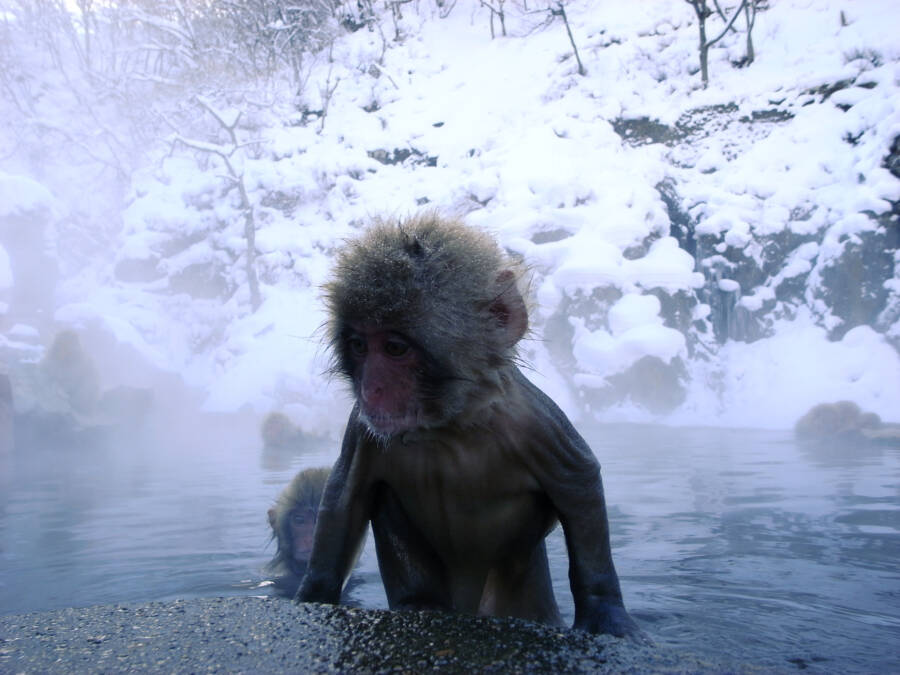Baby Snow Monkey Springs