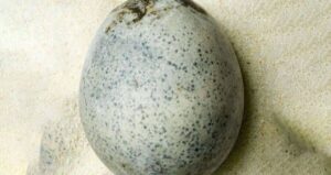 Egg From Ancient Rome