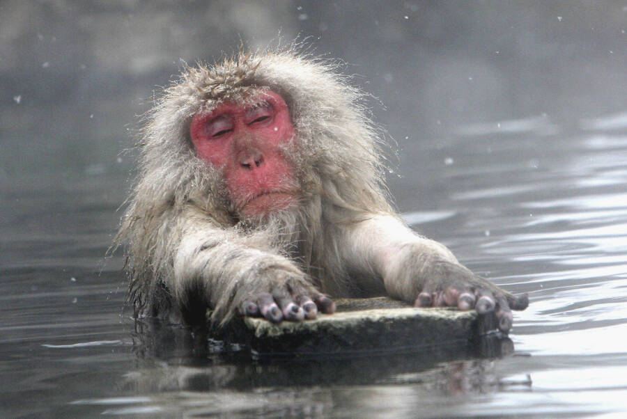 Japanese Snow Monkeys