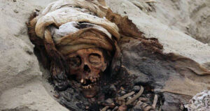 Skull Of A Peruvian Child Sacrifice Victim Og