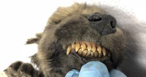 Wolf Dog Mummy