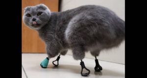 Cat With Manmade Paws