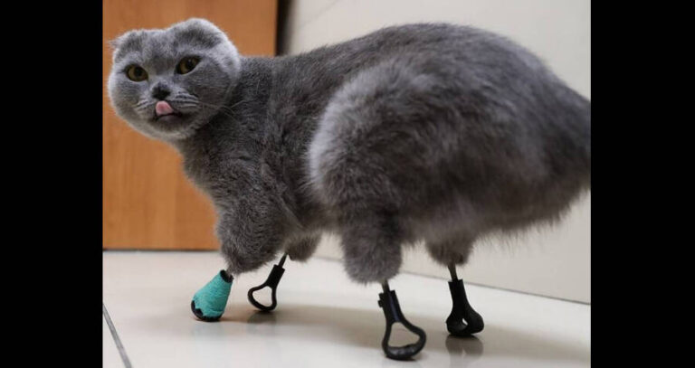 Cat With Manmade Paws