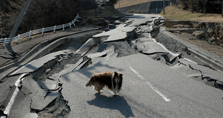 Dog Near Fukushima Navigating Earthquake Damage