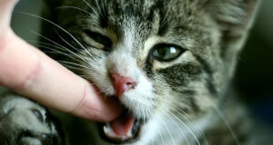 Kitten Munching On Finger Featured