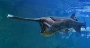 Paddlefish
