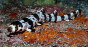 Species Of Walking Shark