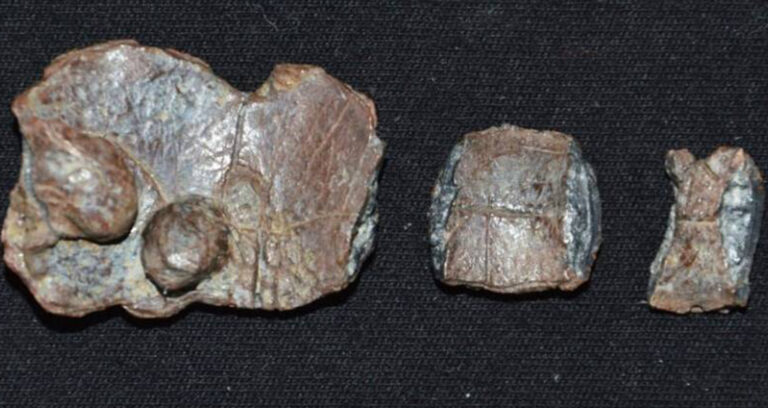 Curse Tablets Lined Up