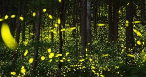Fire Flies