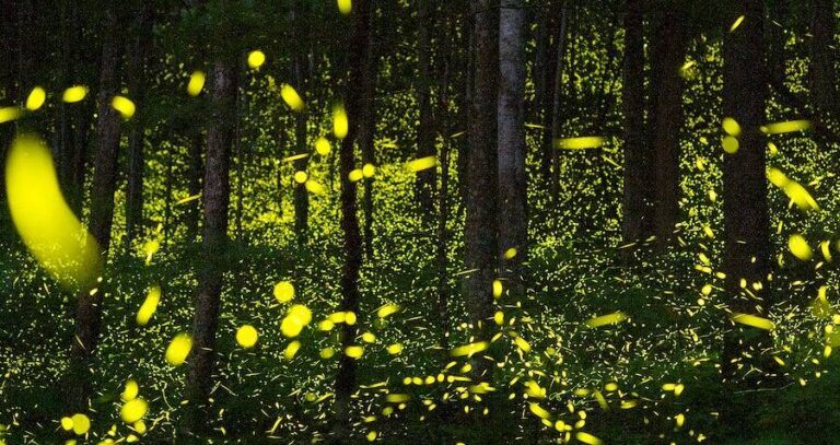 Fire Flies