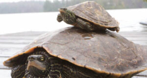 Male And Female Northern Map Turtles Og