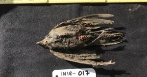 Prehistoric Horned Lark