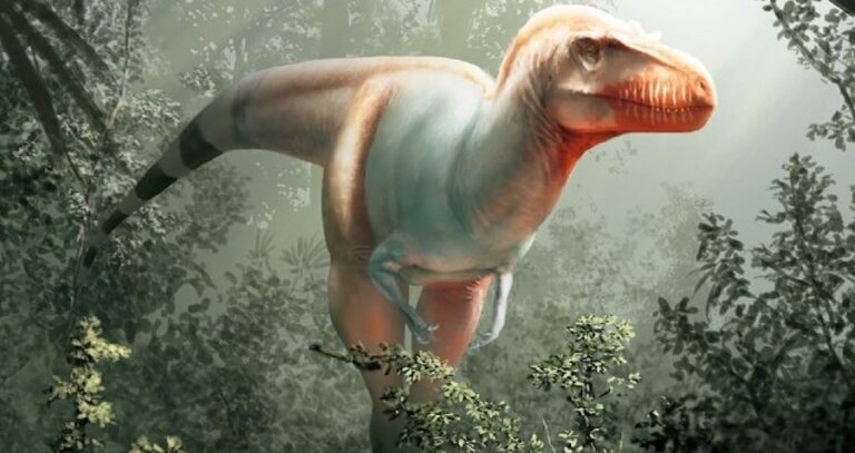 Thanatos Degrootorum Rendering