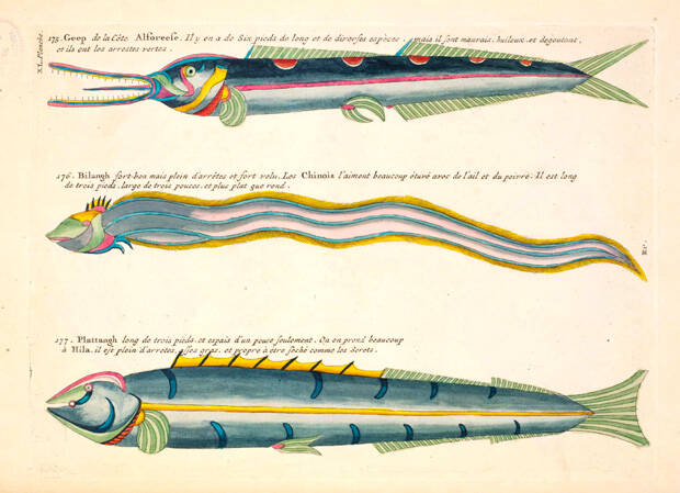 Colorful Drawings Of Bandfish