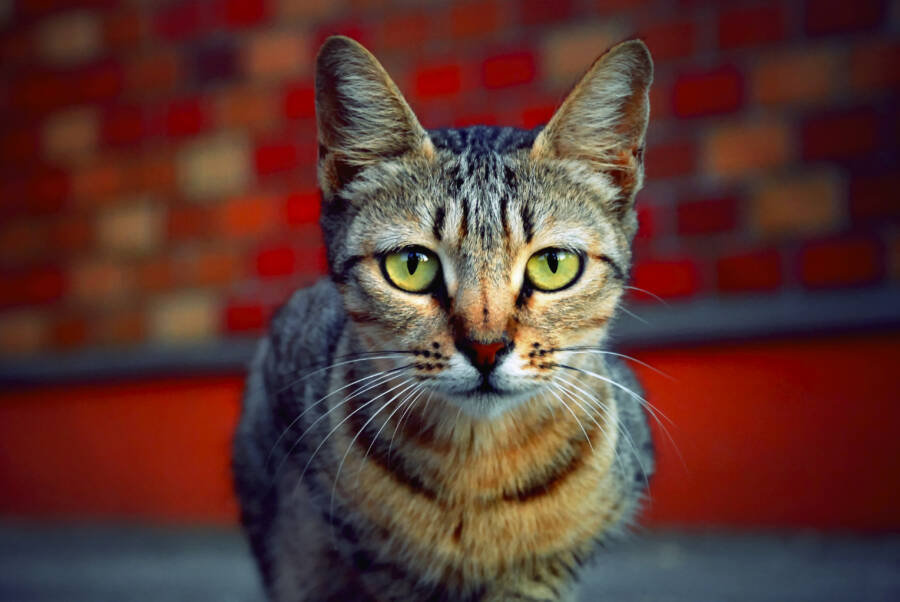 Cat By Brick Wall