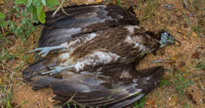 Dead Hooded Vulture