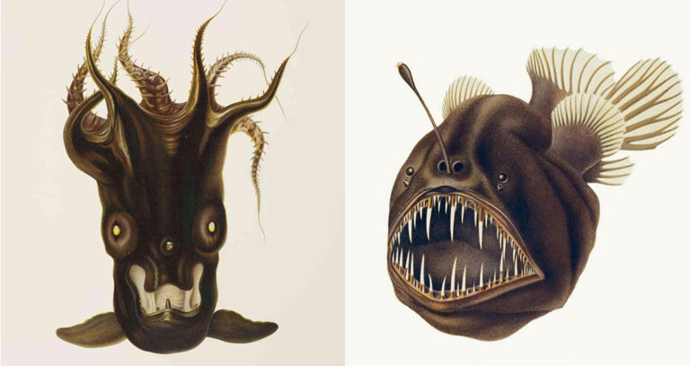 Deep Sea Fish Featured