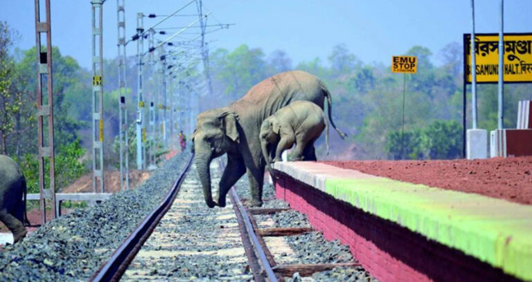 Elephants Crossing Tracks Together