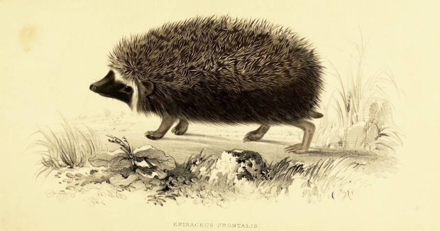 Illustrated Hedgehog