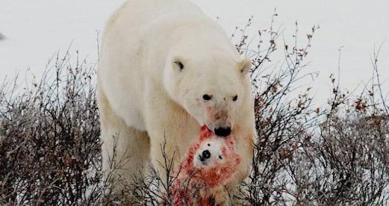 Polar Bear Carrying A Bear Head