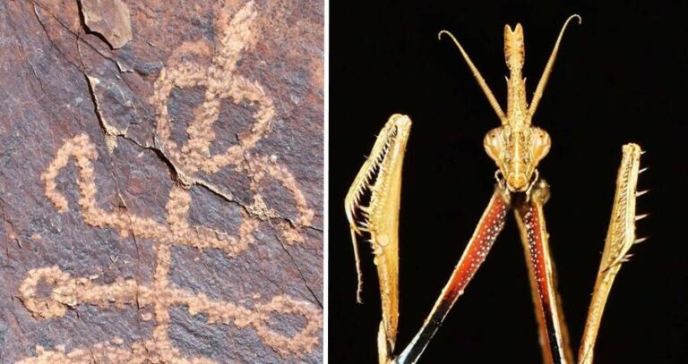 Praying Mantis Petroglyph