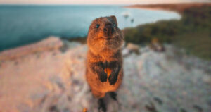 Quokka Smiling At A Camera