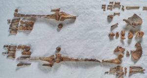 Seventh Century Bones