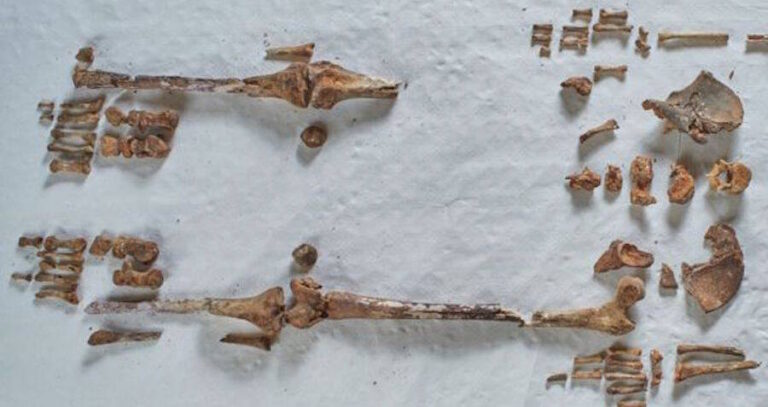 Seventh Century Bones