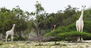 White Giraffes Killed