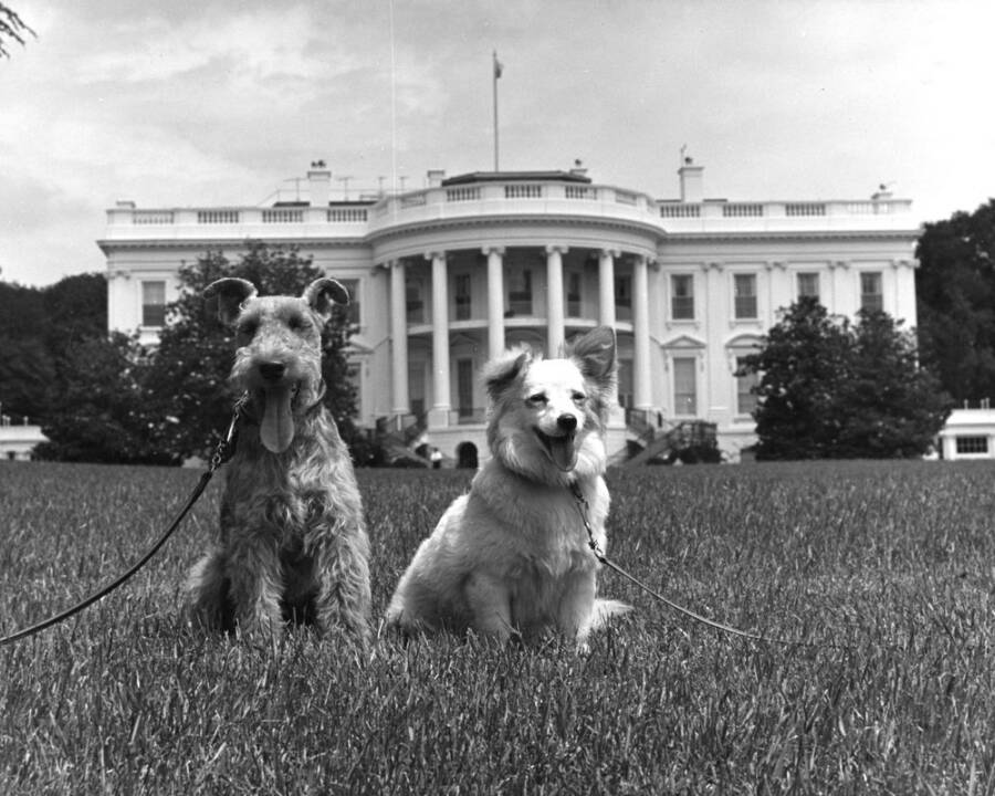 Charlie And Pushinka