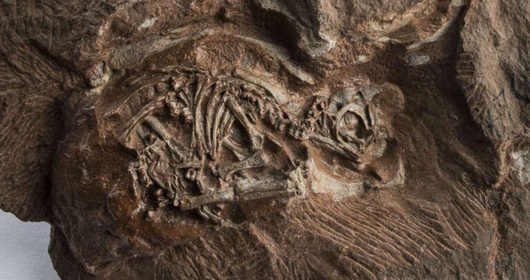 Fossilized Massospondylus Carinatus
