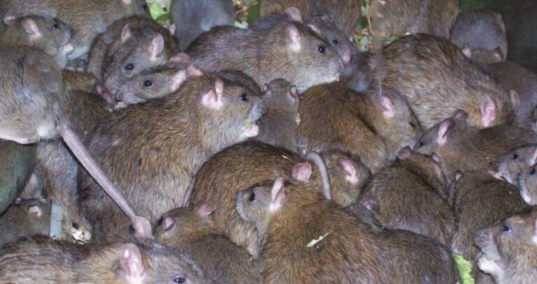 Group Of Rats