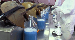 Horseshoe Crab Blood At The Lab