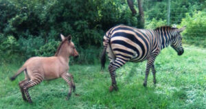 Kenyan Zonkey Foal And Zebra Mother