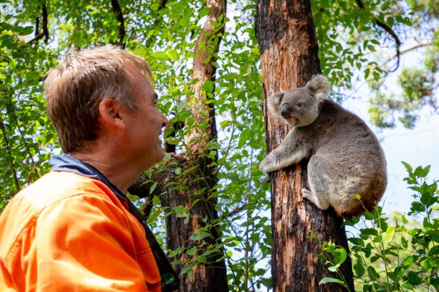 Koala And Rescuer