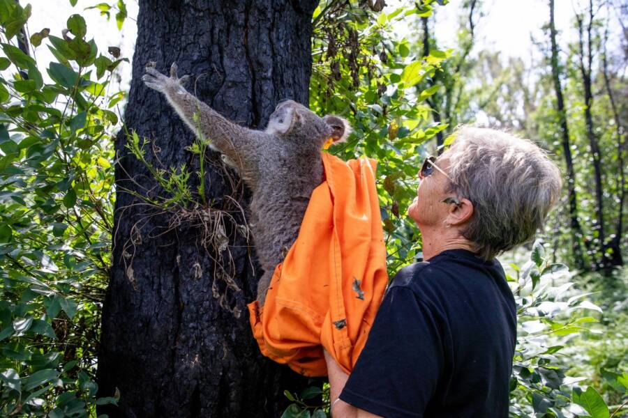 Koala Hanging On Tree