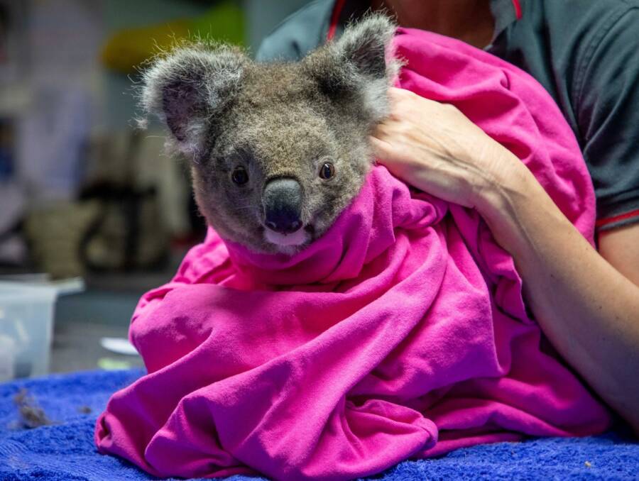 Koala In Blanket