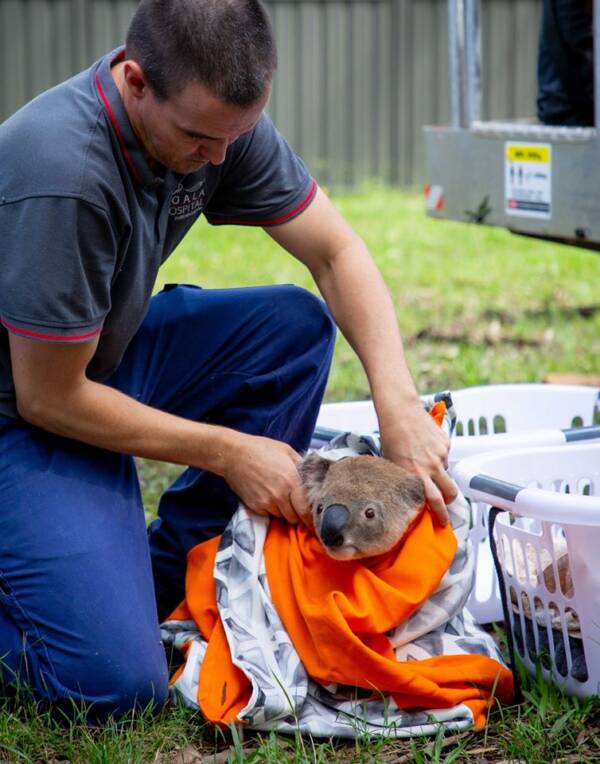 Koala Release