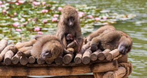 Monkeys On Raft