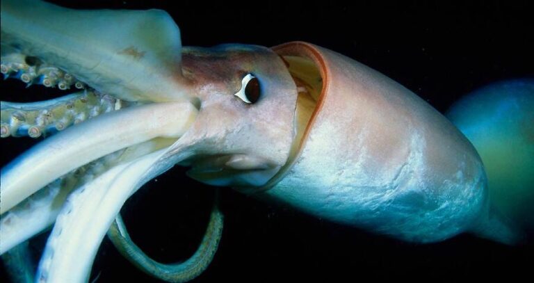 Squid